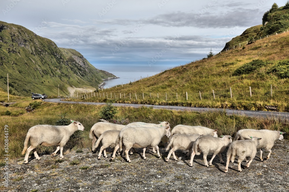 Sheep in Stadlandet, Norway