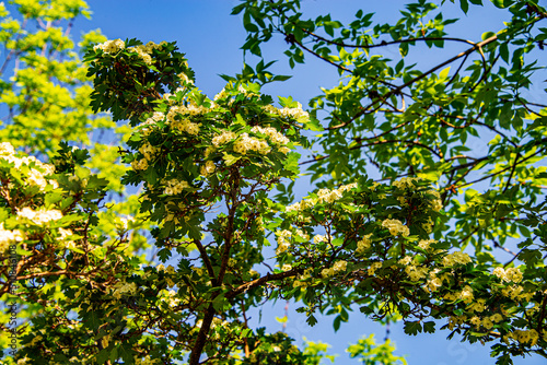 Начало лета. Зелёные плоды. Абрикос. Яблоки. Груши © Анатолий Чикчирный
