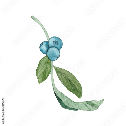 Watercolor drawing blueberry sprig isolated on white background. Forest blue berries. Garden. Plant. Green leaves.