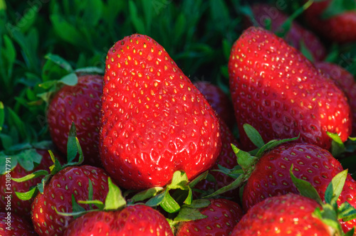 Big ripe red strawberries close up