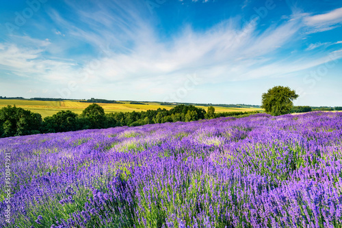 Beautiful lavender field against blue cloudy sky