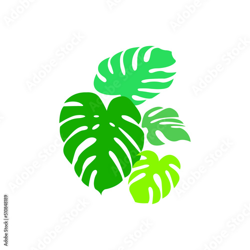 Monstera Plant Leaf Vector