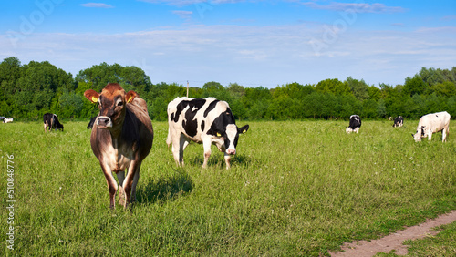 Fototapeta Naklejka Na Ścianę i Meble -  Free range cows. Cows graze on a green meadow in summer on a sunny day