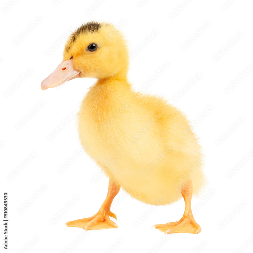 Yellow duckling on a white background, close-up. Yellow duckling on a white background, close-up.