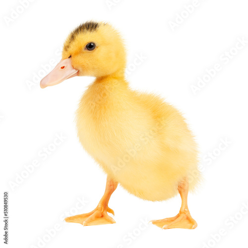 Yellow duckling on a white background, close-up.