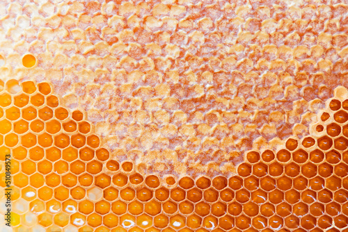 Honeycomb with honey and capped honey cells, close up