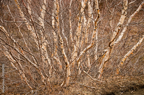 Group of birch trees in a lavafield in Iceland