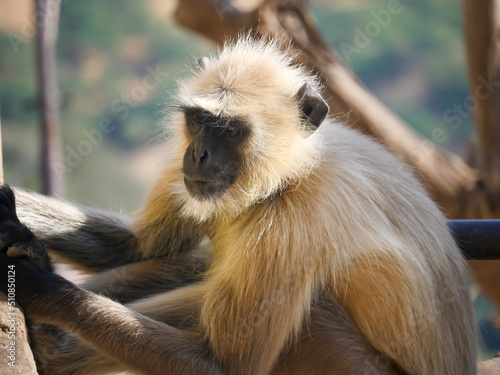 Gray langur monkey also known as hanuman langurs relaxing and watching people