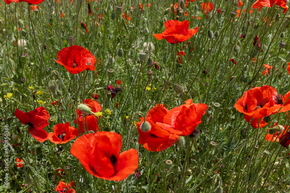 Naklejka premium Flowers Red poppies blossom on wild field. Beautiful field red poppies with selective focus. soft light. Natural drugs. Glade of red poppies. Lonely poppy. Soft focus blur