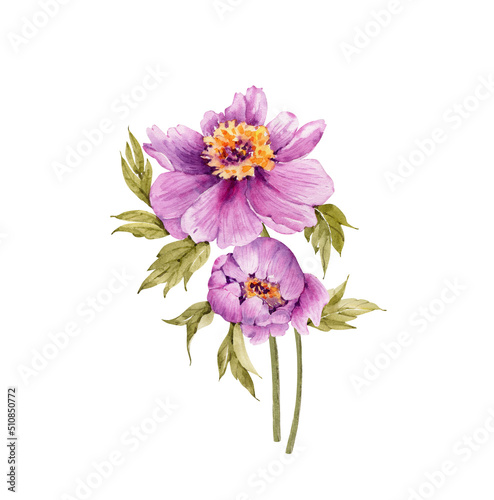 bouquet of pink peonies flowers, watercolor illustration isolated on white background.