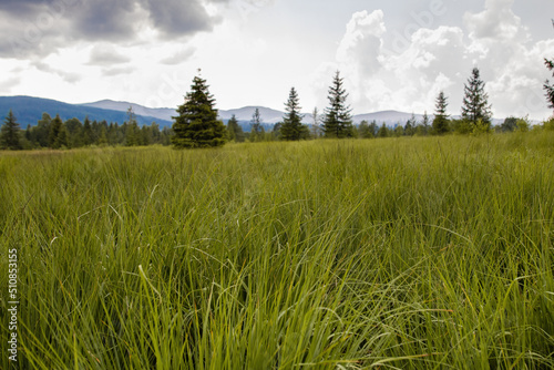 Green tall grass in a nature reserve. The grass grows in peats and is under protection, an ideal shelter for small animals. Peat nature reserve