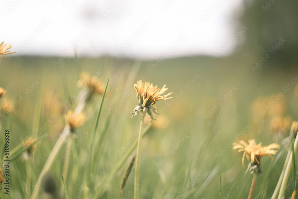 Yellow bright flowers dandelions on background of green meadows. Spring and summer background