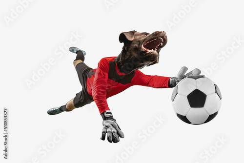 Creative collage with professional football player, goalkeeper headed by dog's head isolated on white background. Sport, emotions, surrealism concept.