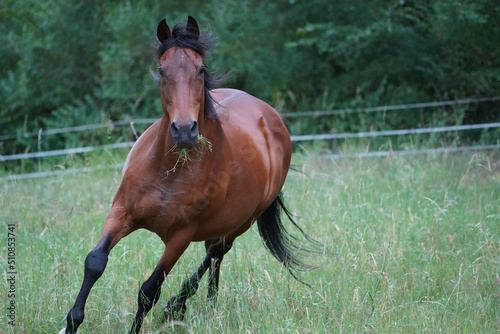 Trakehner Feldmeyer at pasture photo