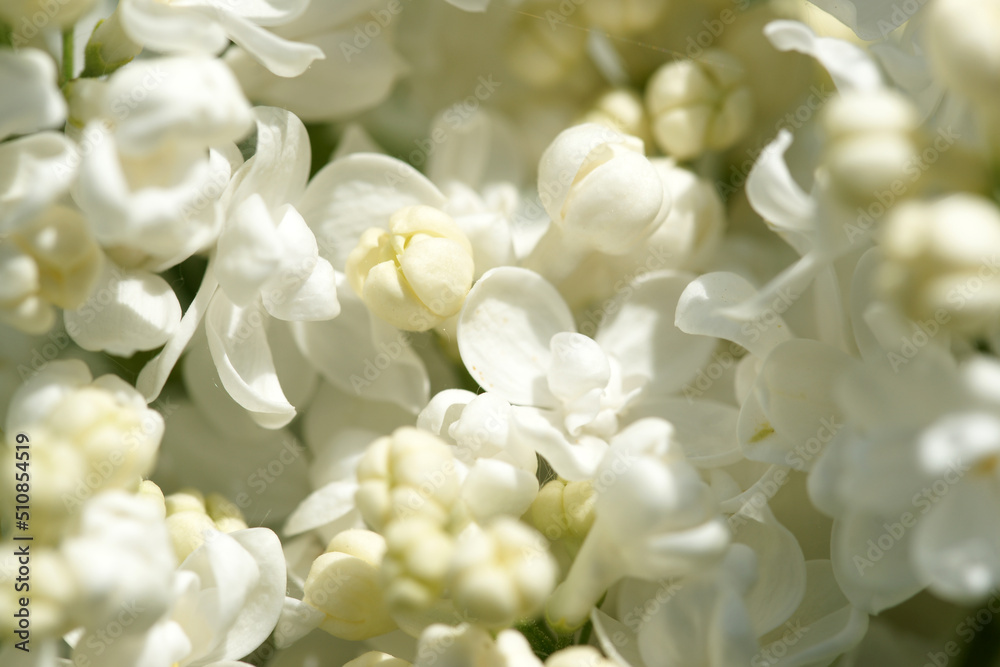 Lush inflorescence white lilac dissolved Lush inflorescence white lilac dissolved