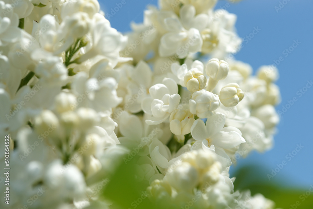 Lush inflorescence white lilac dissolved Lush inflorescence white lilac dissolved