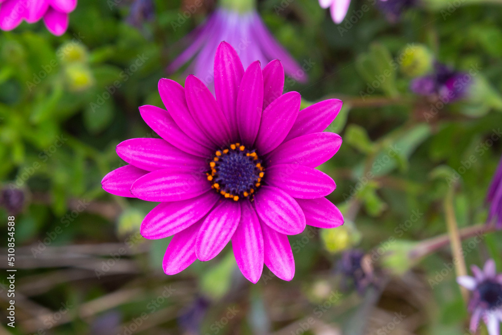 flor morada