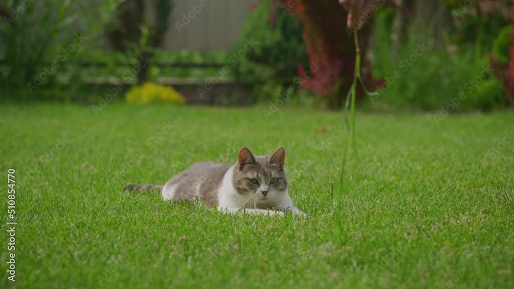 Lazy domestic cat hunting in the green grass lawn in backyard Lazy domestic cat hunting in the green grass lawn in backyard
