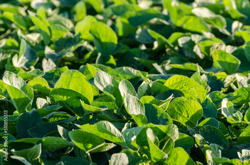 Details of a soy crop field photo
