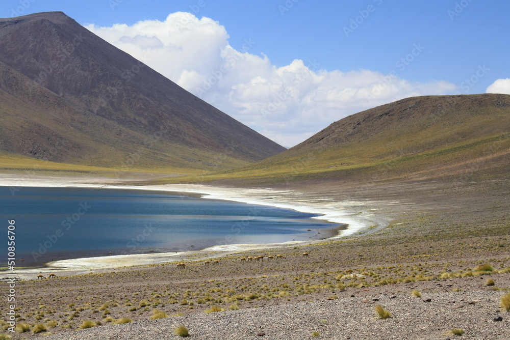 Altiplanic lagoons in Chile, near San Pedro de Atacama