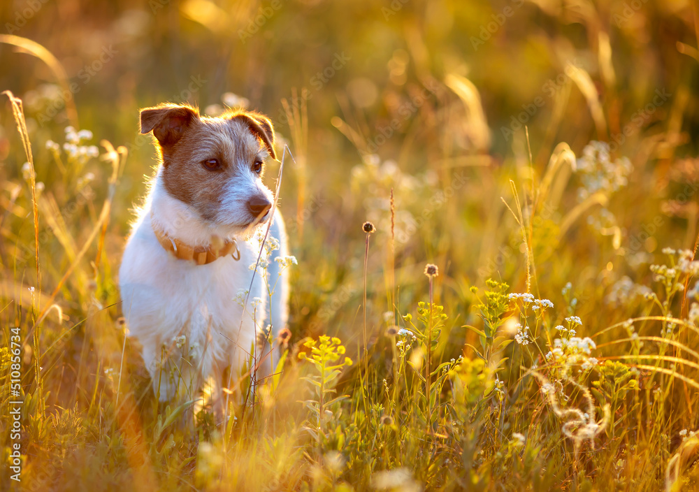 Jack russell terrier happy unleashed dog waiting in the golden grass in summer.  Walking, hiking with healthy pet.