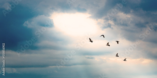 birds flying to the light hold on the cloud with light ray on blue sky background, peace and light at the end of the tunnel concept