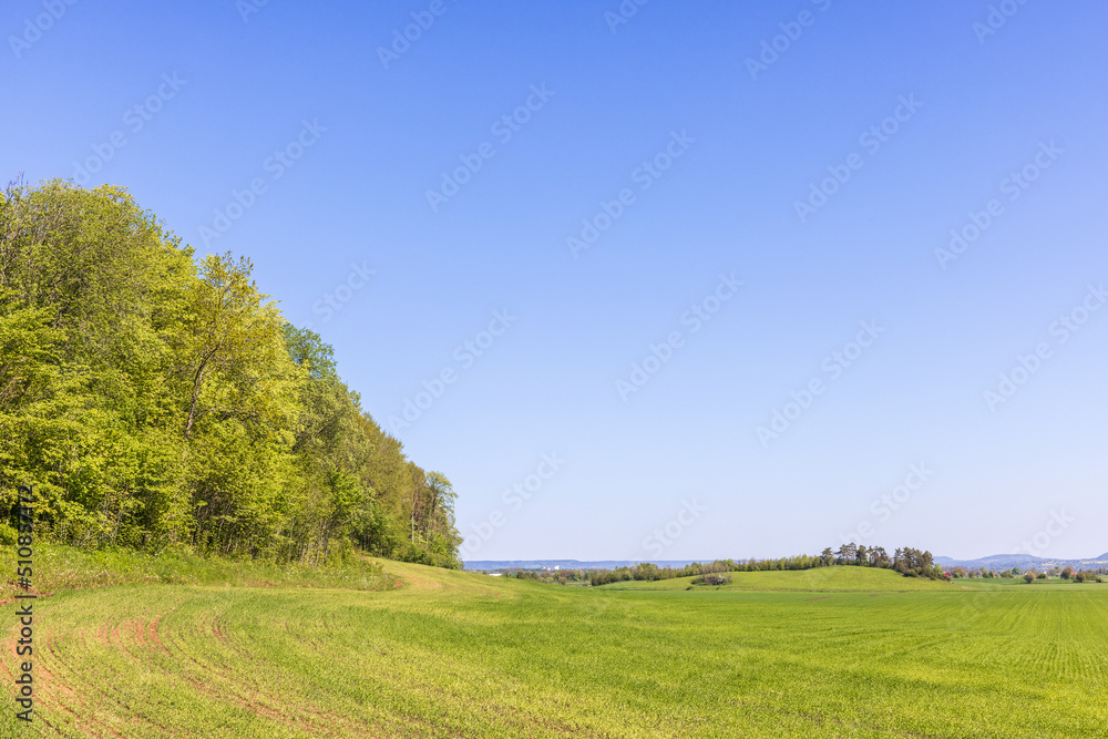 Forest edge at a green field in a rural view