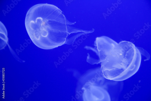 playing jellyfish