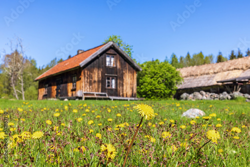 Blooming dandelions by an old cottage