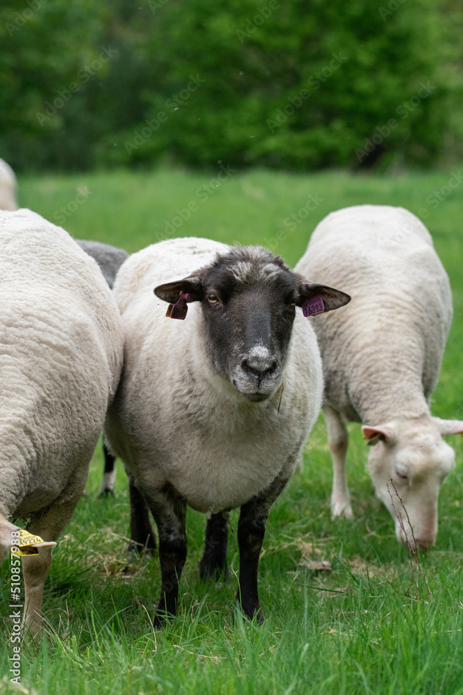 Photo of sheep eating grass in a field Photo of sheep eating grass in a field