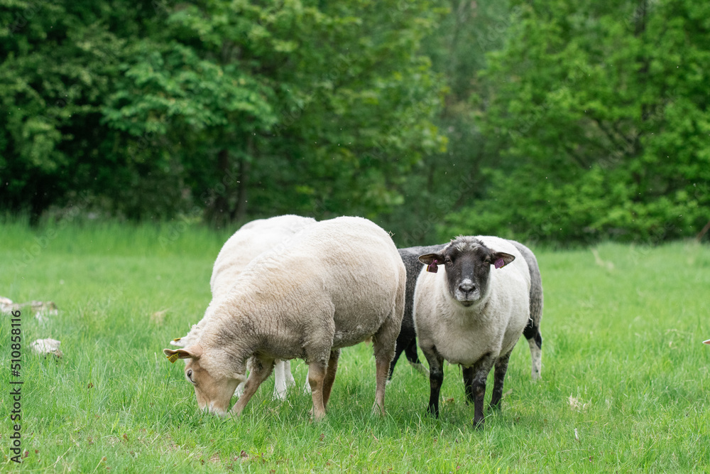 Photo of sheep eating grass in a field Photo of sheep eating grass in a field