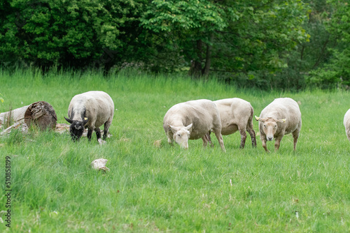 Photo of sheep eating grass in a field