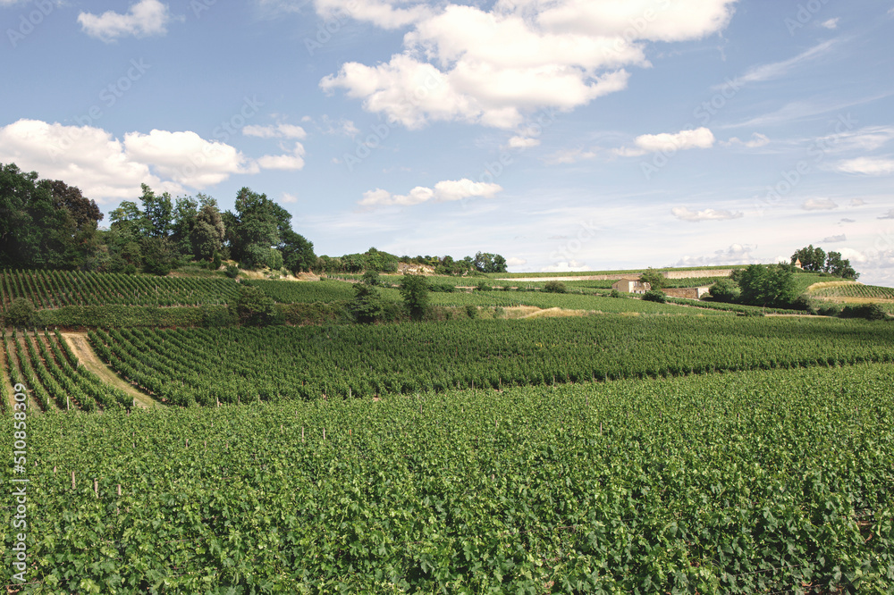 Vineyards landscape in St Emilion French village