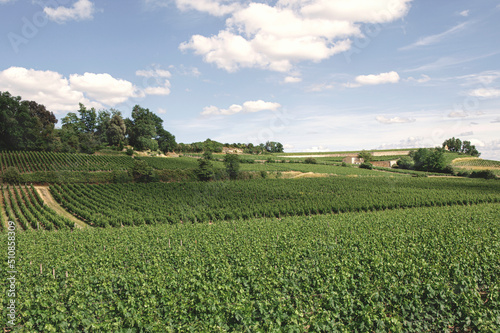 Fototapeta Vineyards landscape in St Emilion French village
