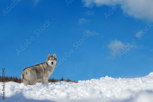 Siberian husky dog stays in the snow with a blue sky in the background