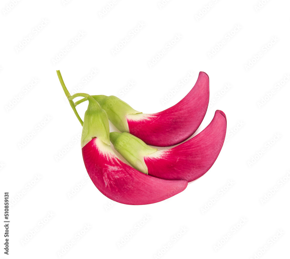 Vegetable humming bird isolated on white background. Vegetable humming bird isolated on white background.
