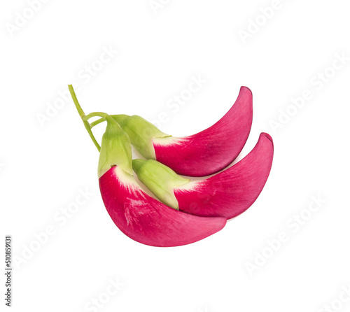 Vegetable humming bird isolated on white background.