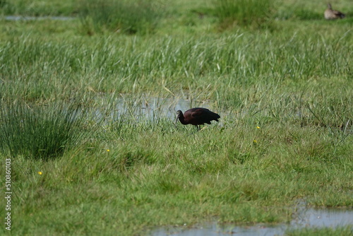 glossy ibis (Piegadis falcinellus) feeding in water meadow photo