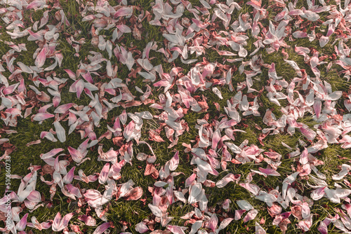 Natural background with fallen pink magnolia leaves