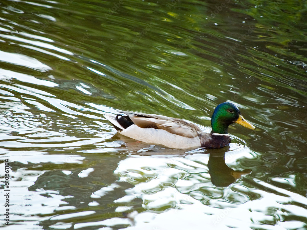 Obraz premium Duck taking a bath in a river.