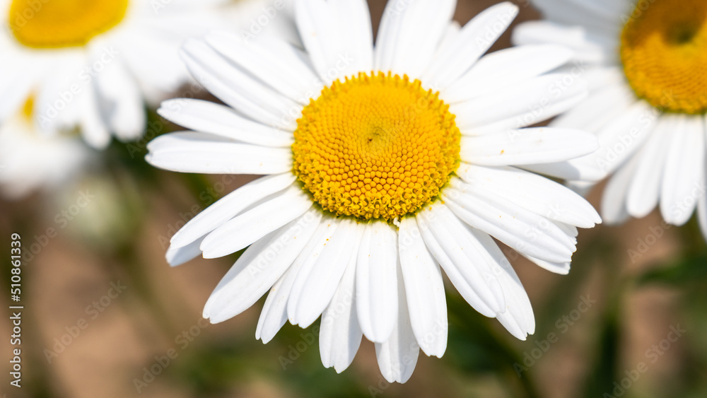 Chamomile or daisy flower on the green natural background, close up and macro image Chamomile or daisy flower on the green natural background, close up and macro image