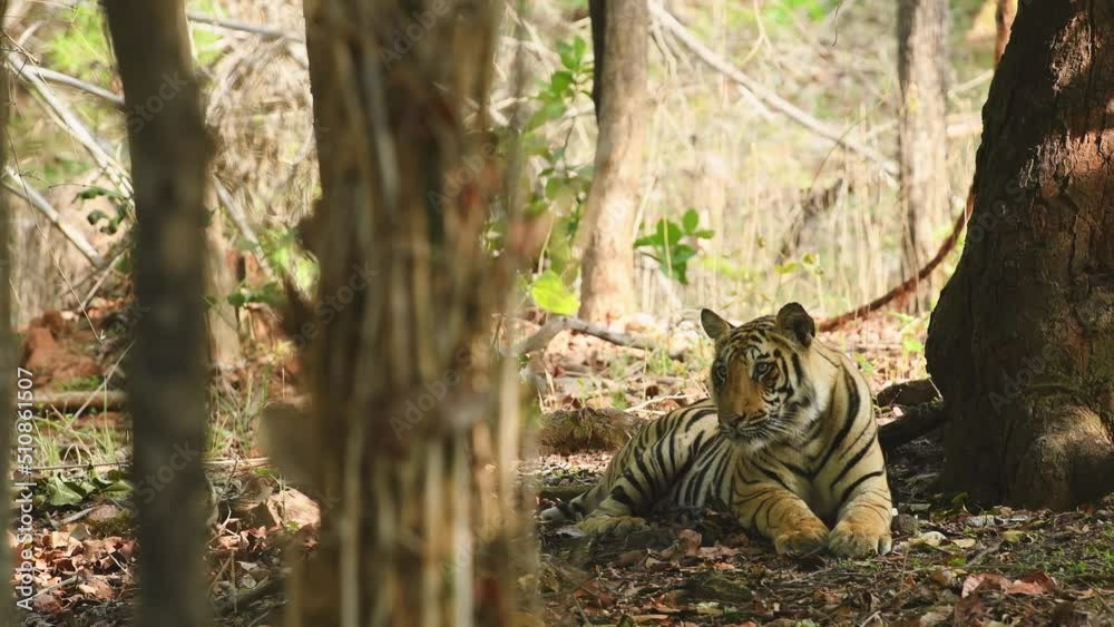 close up shot of wild male bengal tiger head on with natural eye contact in safari at bandhavgarh national park forest or tiger reserve madhya pradesh india asia - panthera tigris tigris