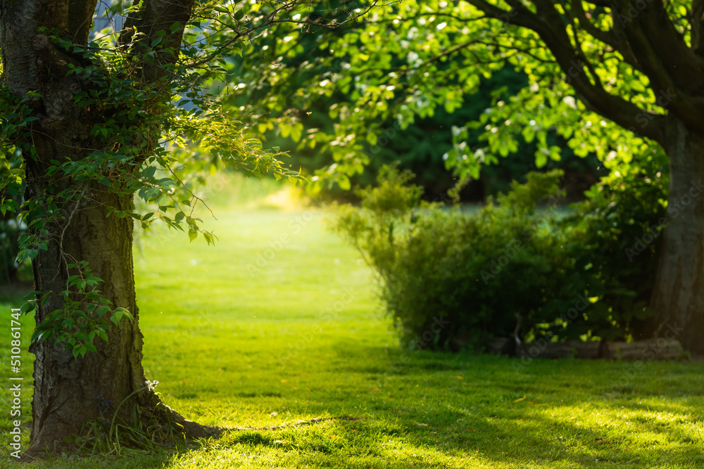 Fototapeta premium Ogród, wiosenny wieczór , drzewa, trawnik