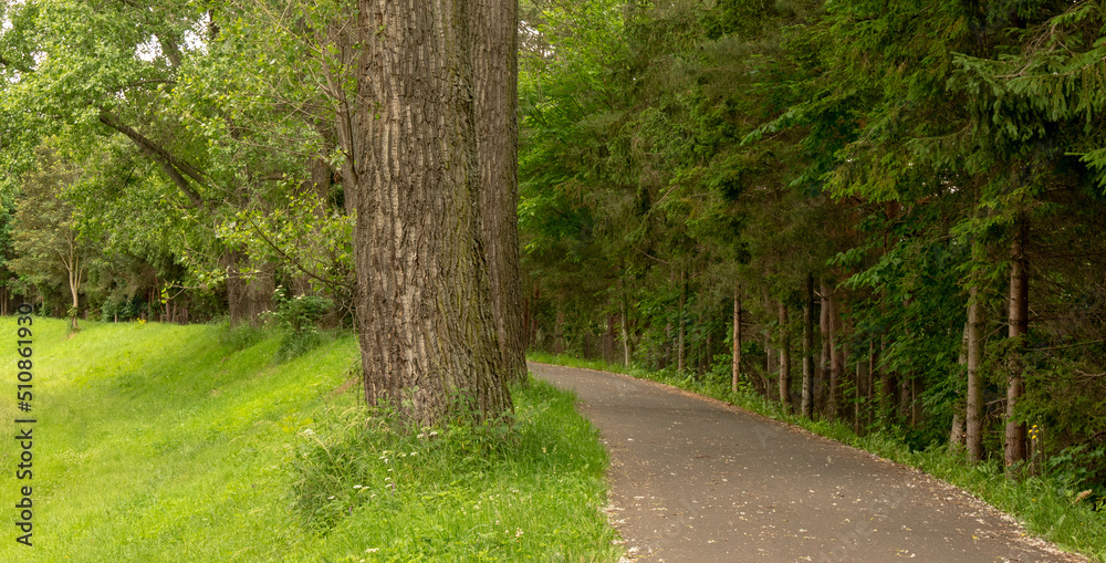 Fototapeta premium Road in city park in summer.