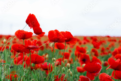 Field with poppies. Red flowers.