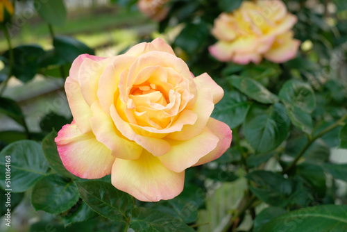 pink yellow rose in full blooming