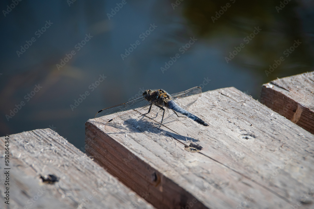 Black-tailed skimmer perched on tiles of wooden bridge on lakeside Black-tailed skimmer perched on tiles of wooden bridge on lakeside