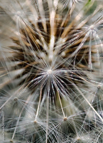 close up of a dandelion © Konstantin