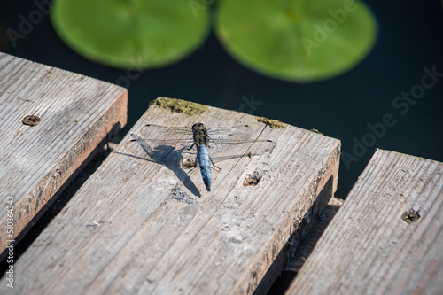 Принти на полотні Black-tailed skimmer perched on tiles of wooden bridge on lakeside