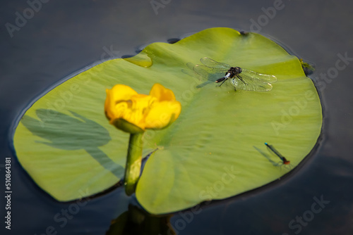 Lilypad whiteface (Leucorrhinia caudalis) dragonfly perched on green leaf of yellow water-lily on water surface photo